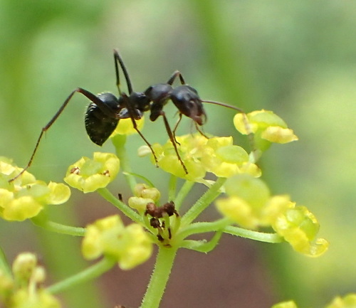 Skull-collecting Ant photo 4