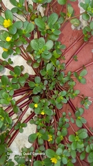 Portulaca oleracea