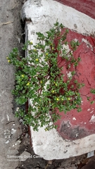 Portulaca oleracea