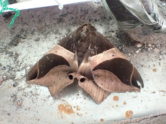 Bastilla crameri