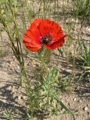 Papaver × pseudo-orientale
