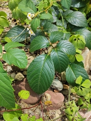 Pseudocayratia oligocarpa