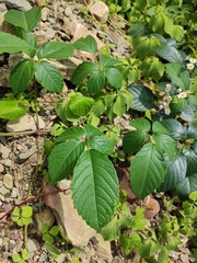 Pseudocayratia oligocarpa