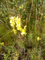 Linaria vulgaris