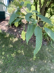 Carpinus japonica