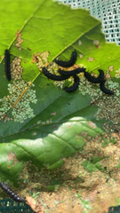 Agelastica alni