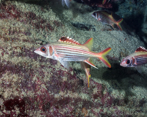 Spotfin Squirrelfish
