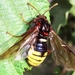 Large Alder Sawfly - Photo (c) axart, some rights reserved (CC BY-NC)