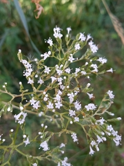 Valeriana officinalis