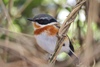 Forest Cape Batis - Photo (c) Jacob Dirsuwei, some rights reserved (CC BY-NC), uploaded by Jacob Dirsuwei