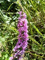 Lythrum salicaria