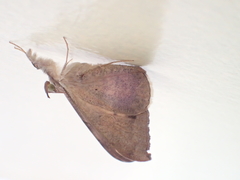 Oxyodes scrobiculata