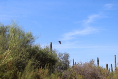 Bubo virginianus elachistus