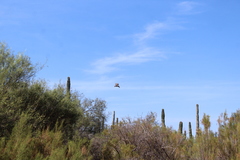 Bubo virginianus elachistus