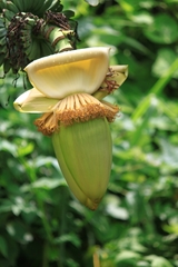Musa basjoo