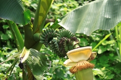 Musa basjoo