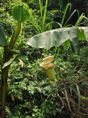 Musa basjoo