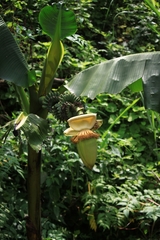 Musa basjoo