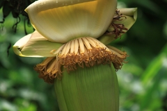 Musa basjoo