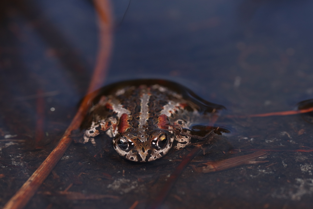Cape Mountain Toad