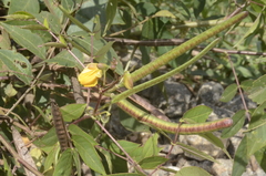 Senna occidentalis