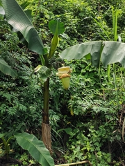 Musa basjoo