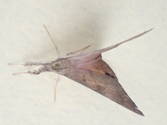 Oxyodes scrobiculata