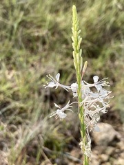 Oenothera glaucifolia