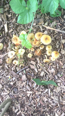 Agaricales