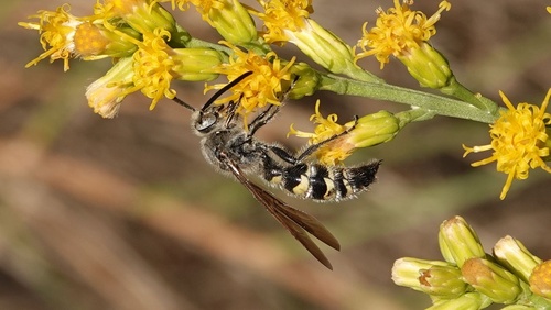 photo of Toltec Scoliid Wasp (Dielis tolteca)