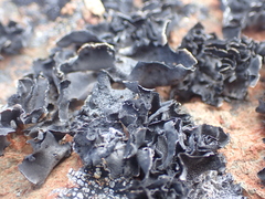 Umbilicaria deusta