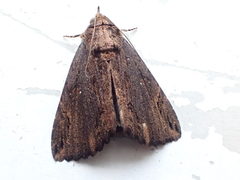 Ercheia