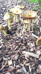 Agaricales
