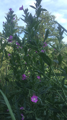 Epilobium hirsutum