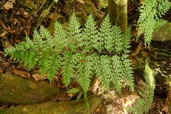 Asplenium laserpitiifolium