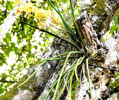 Trichocentrum cebolleta