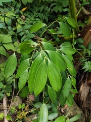 Cinnamomum yabunikkei