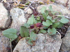Erythranthe alsinoides