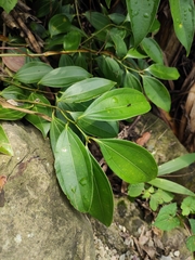 Cinnamomum yabunikkei