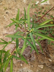 Euphorbia exstipulata