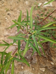 Euphorbia exstipulata