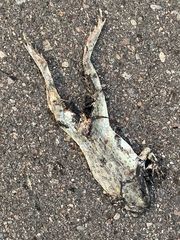 Lithobates magnaocularis