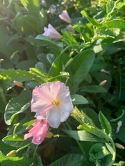 Convolvulus arvensis