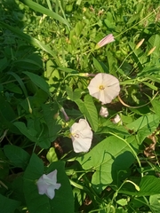 Convolvulus arvensis