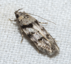 Pseudotelphusa palliderosacella