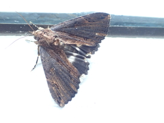 Ercheia