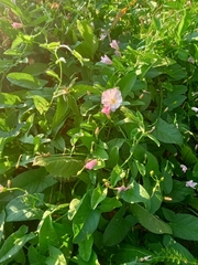 Convolvulus arvensis