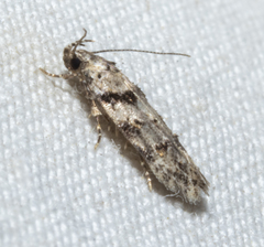 Pseudotelphusa palliderosacella