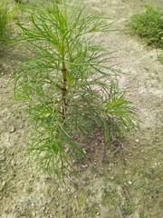 Dicranocarpus parviflorus