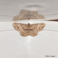 Hypomecis transcissa